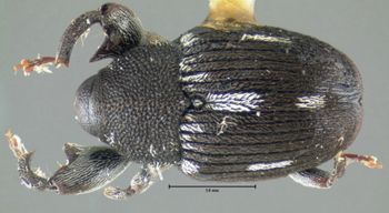 Media type: image;   Entomology 26678 Aspect: habitus dorsal view